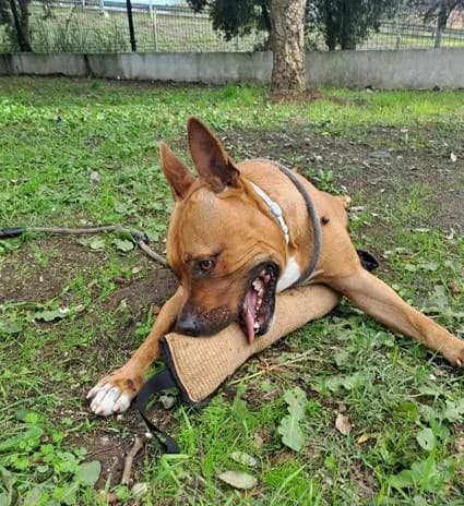 PETIFYC10496 photo 2