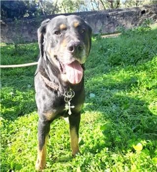 PETIFYC10503 photo 2