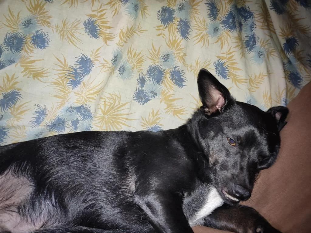 PETIFYC10504 photo 5