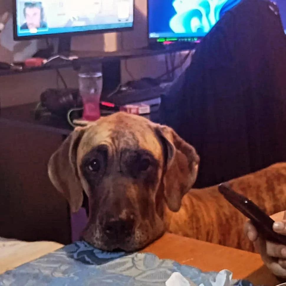 PETIFYC10510 photo 2