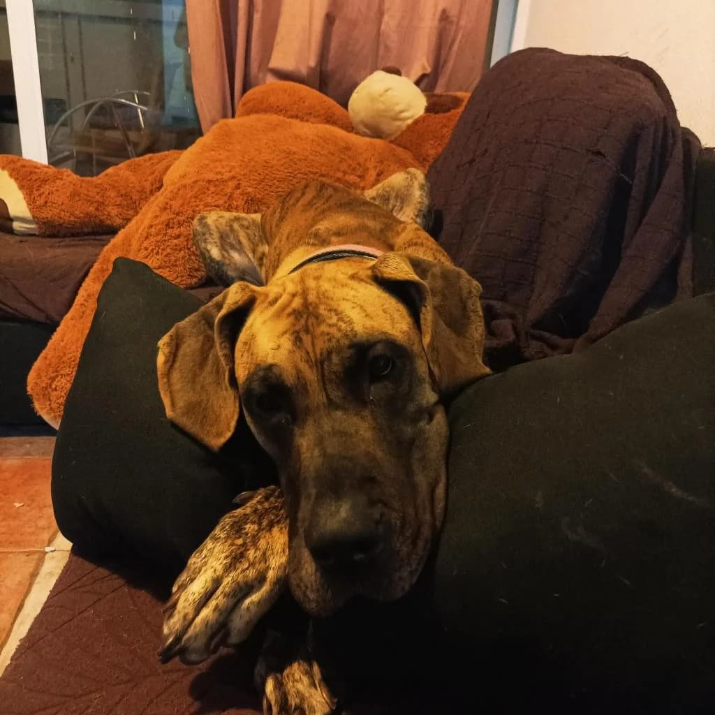 PETIFYC10510 photo 4