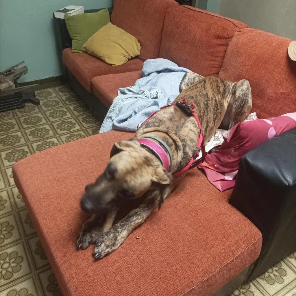 PETIFYC10510 photo 6