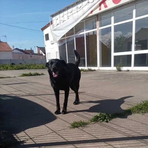 PETIFYC10510 photo 8