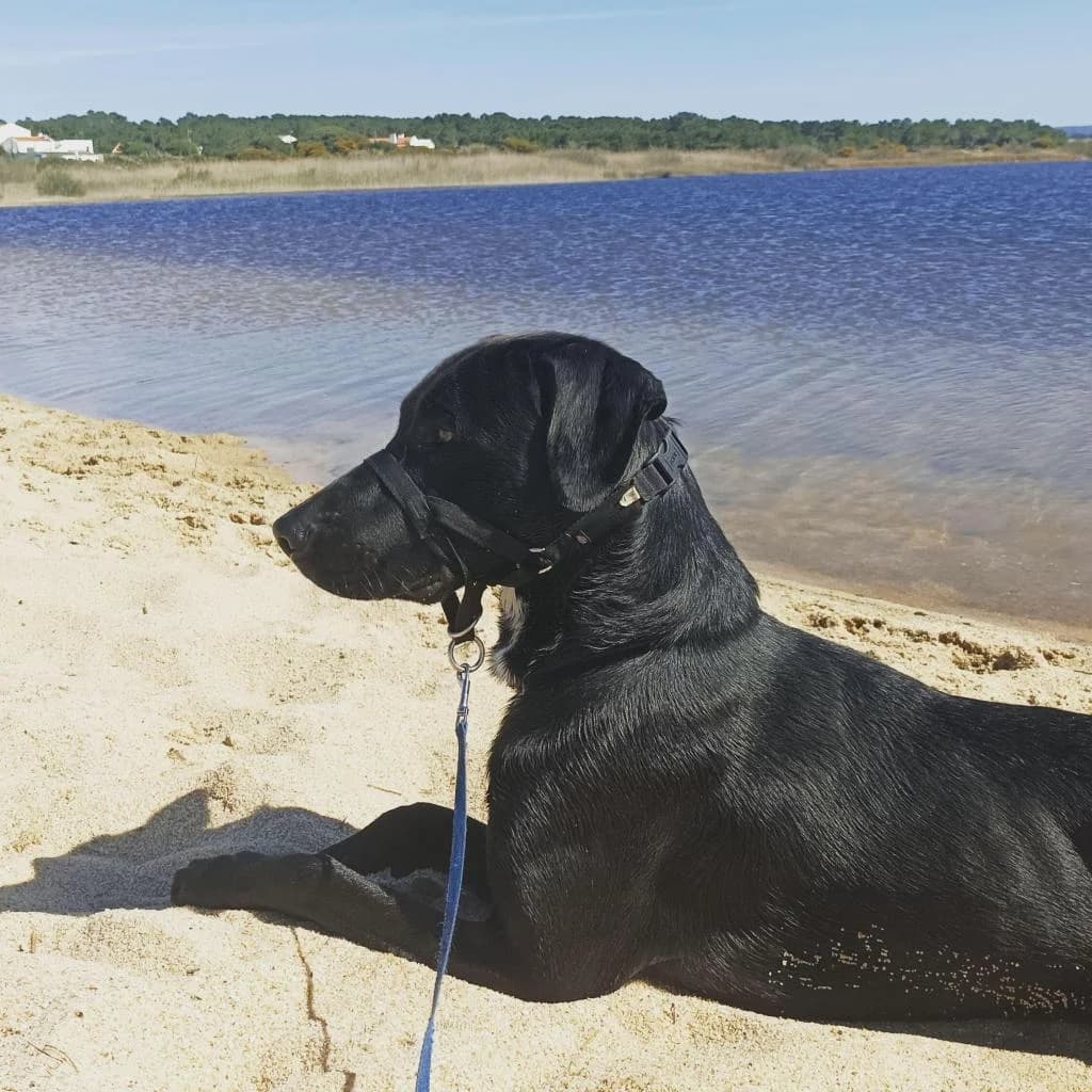 PETIFYC10511 photo 4