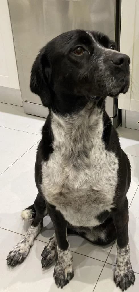 PETIFYC10512 photo 2