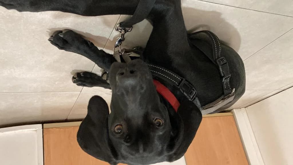 PETIFYC10513 photo 2