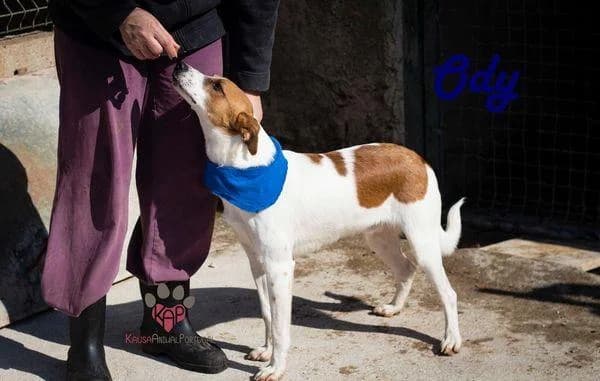 PETIFYC10513 photo 7