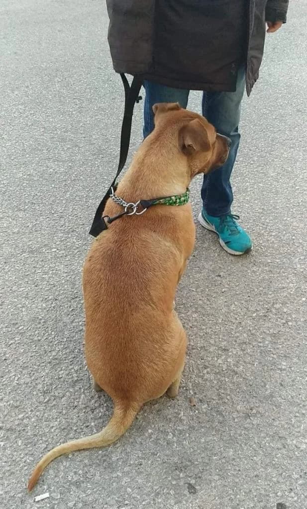 PETIFYC10513 photo 8