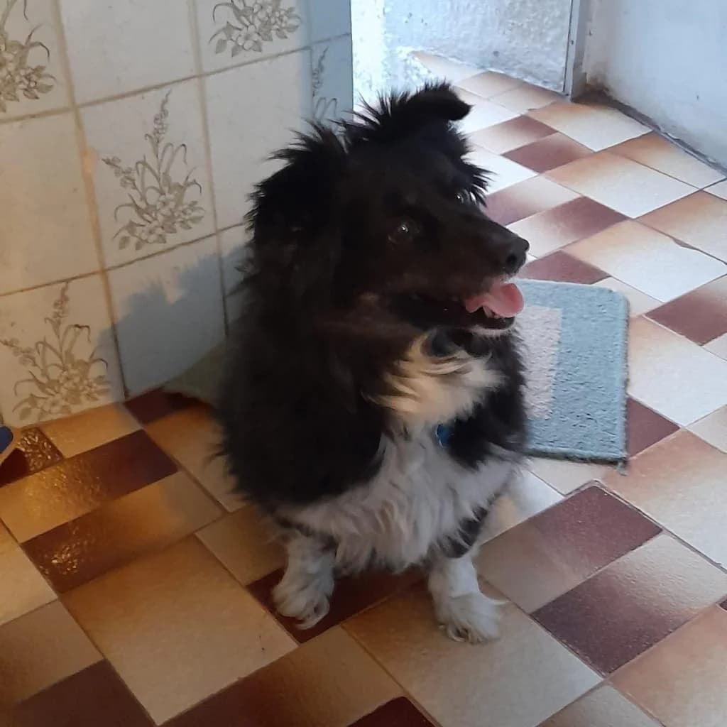 PETIFYC10534 photo 3