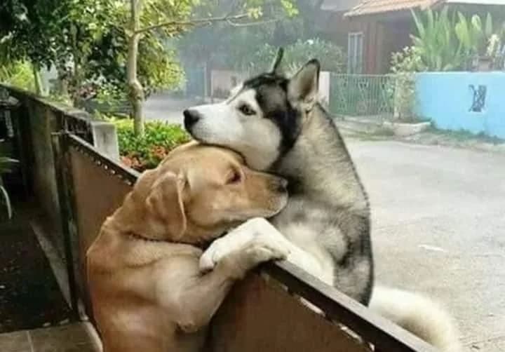 PETIFYC10534 photo 7