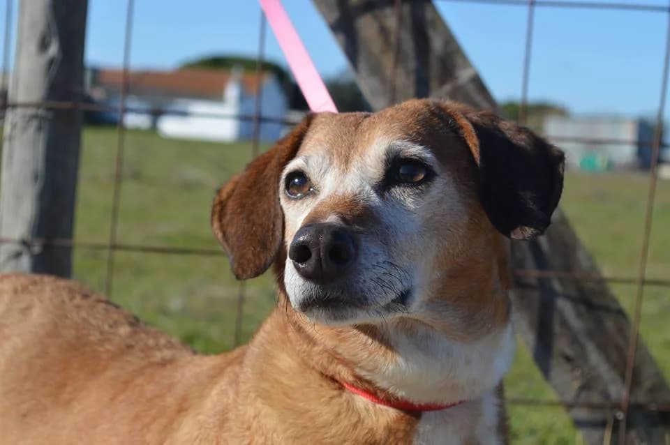 PETIFYC10534 photo 8