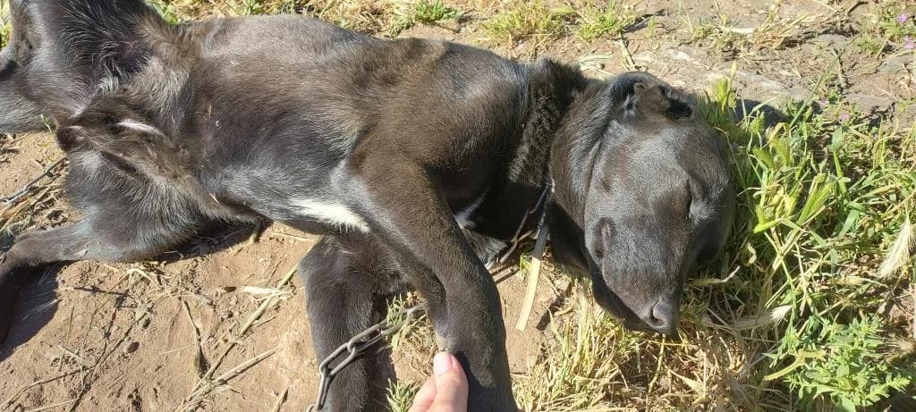 PETIFYC10544 photo 2