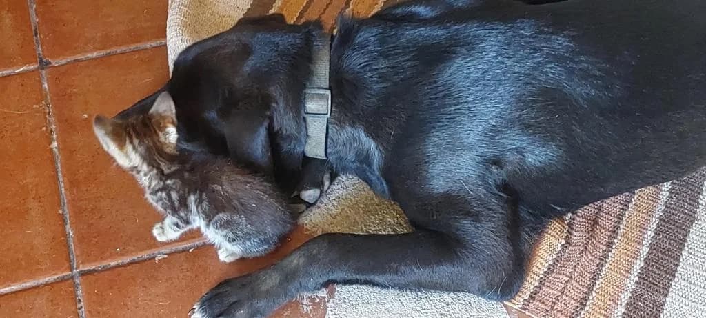 PETIFYC10544 photo 6