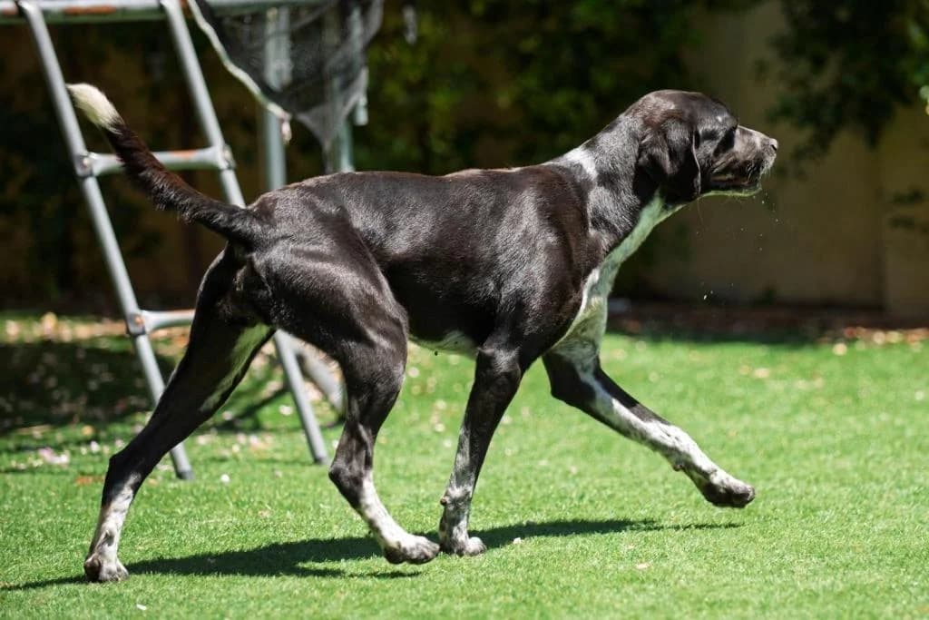 PETIFYC10545 photo 2