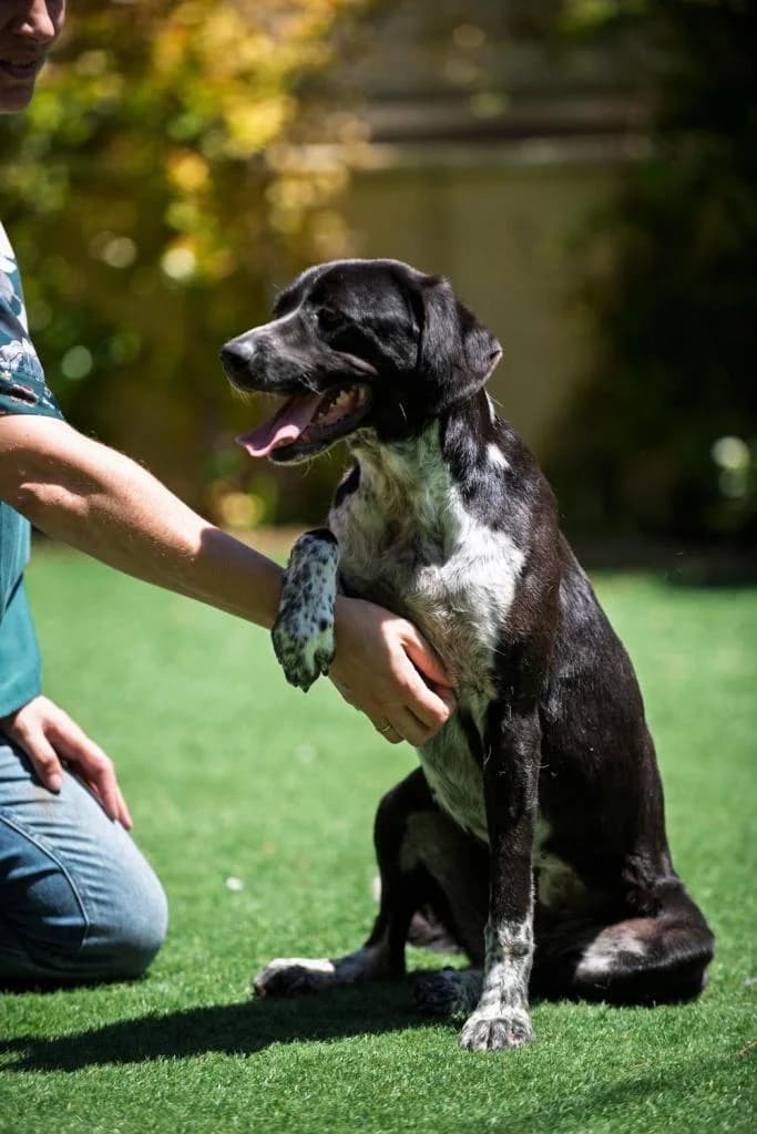 PETIFYC10545 photo 4