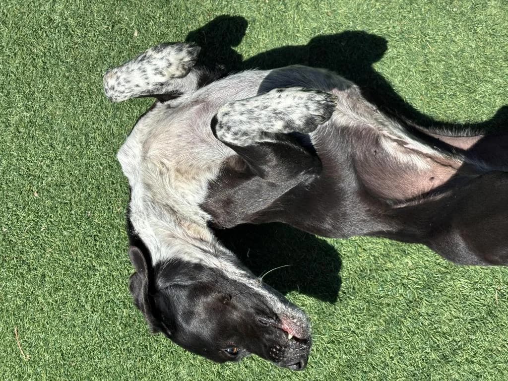 PETIFYC10545 photo 7