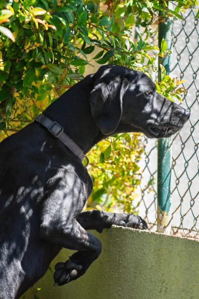 PETIFYC10546 photo 4