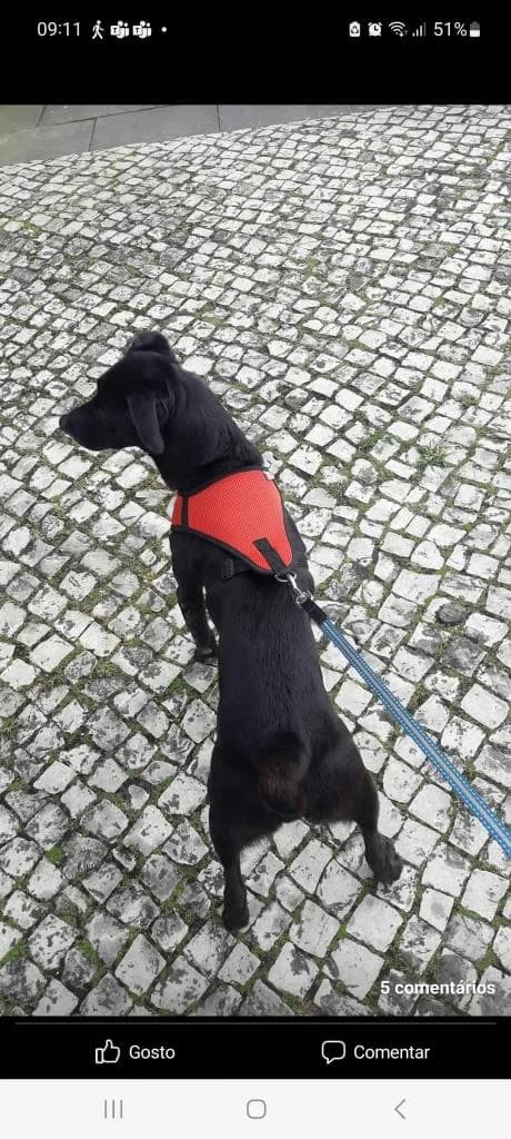 PETIFYC10546 photo 8