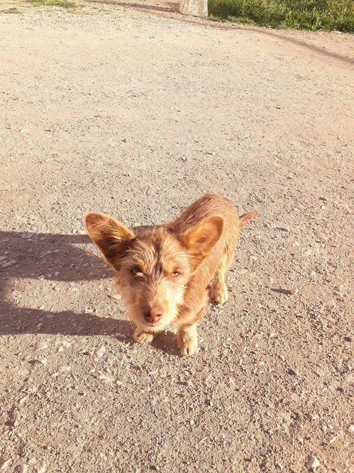 PETIFYC10567 photo 7