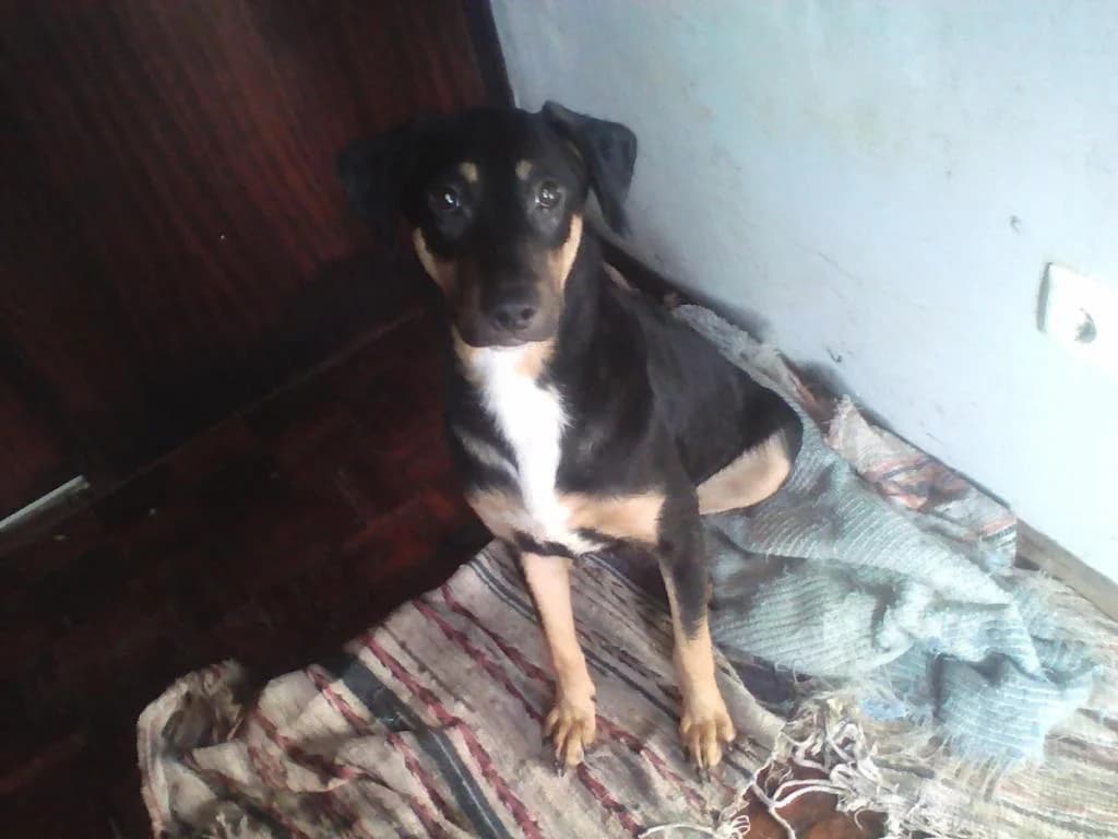 PETIFYC10567 photo 8