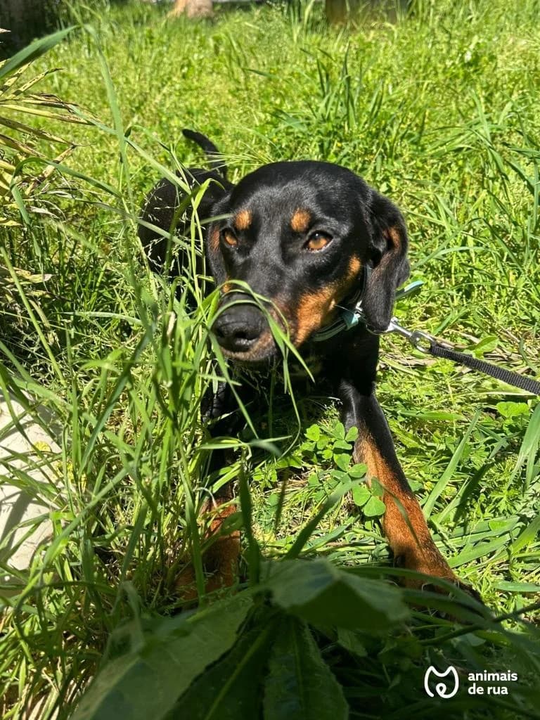 PETIFYC10572 photo 5