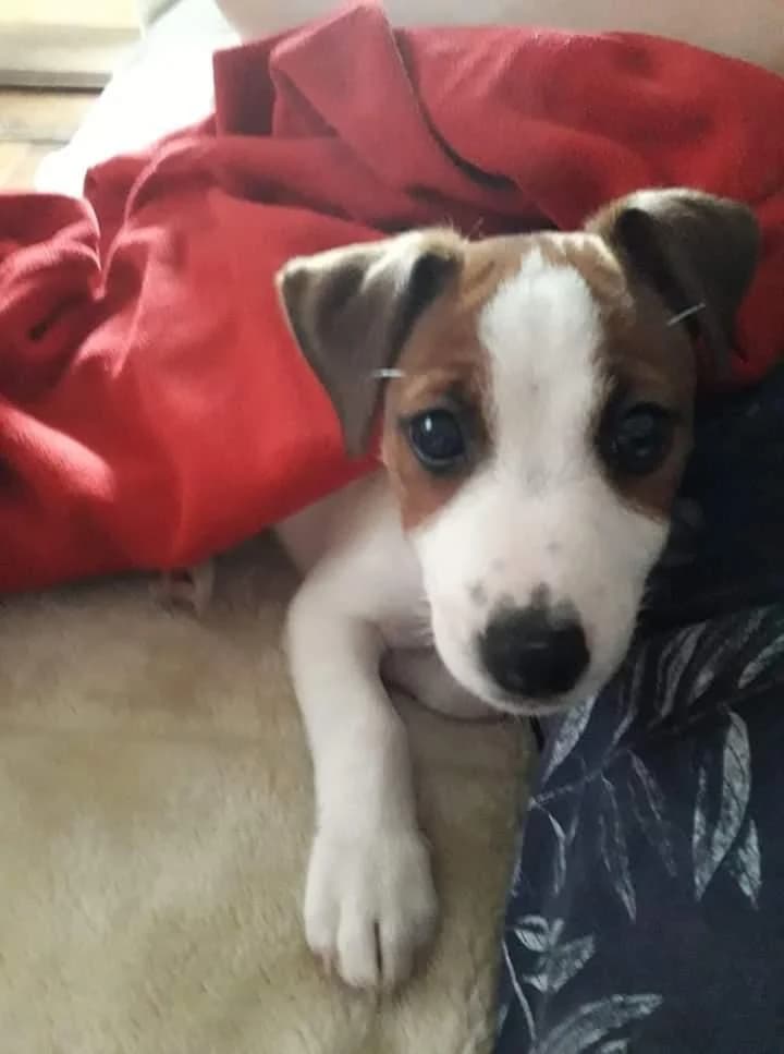 PETIFYC10588 photo 4