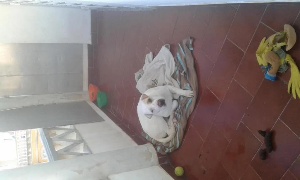 PETIFYC10588 photo 6