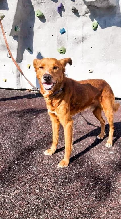 PETIFYC10588 photo 7