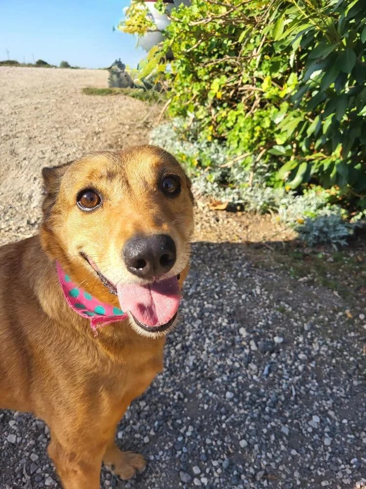 PETIFYC10588 photo 8