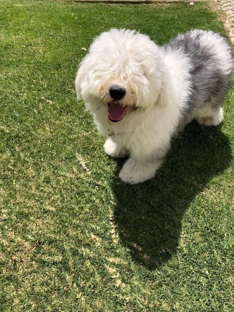 PETIFYC10600 photo 2