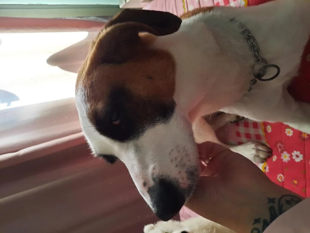 PETIFYC10600 photo 6