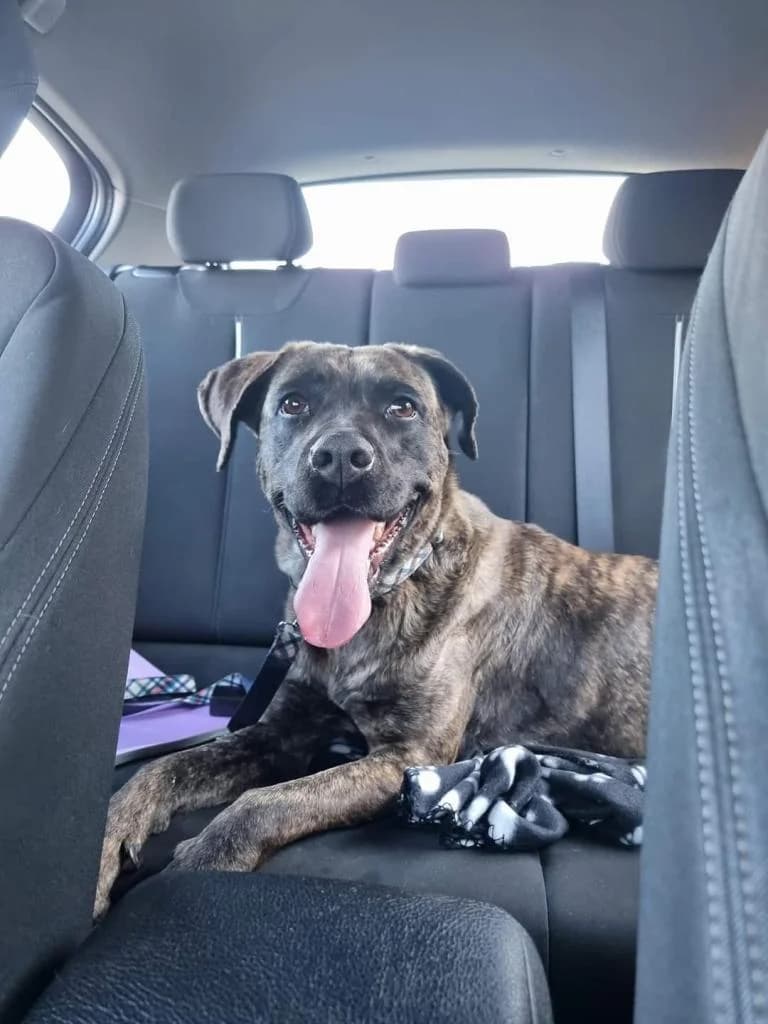 PETIFYC10600 photo 7