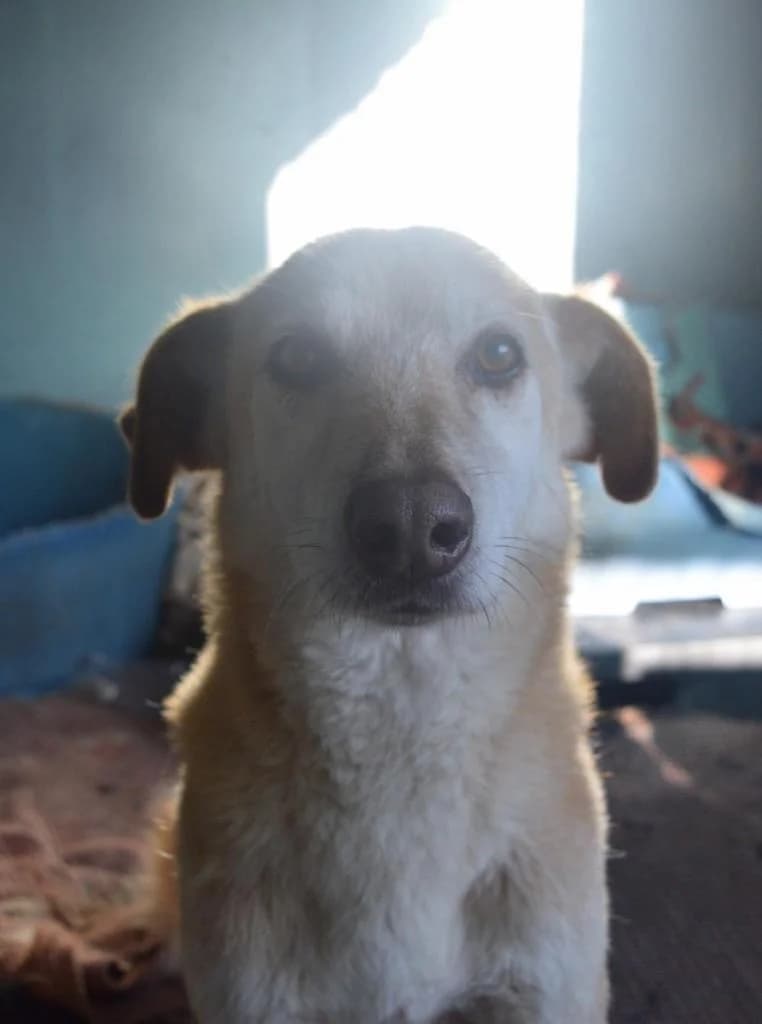 PETIFYC10600 photo 8