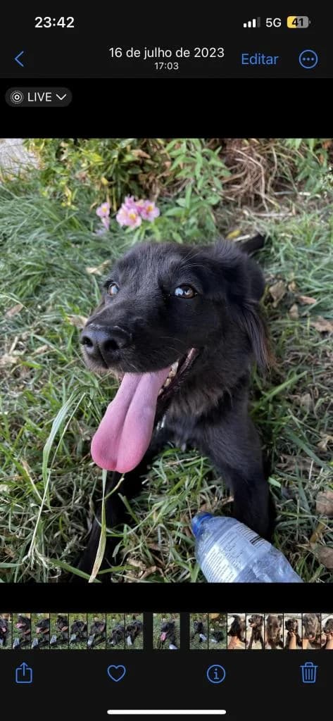 PETIFYC10605 photo 5