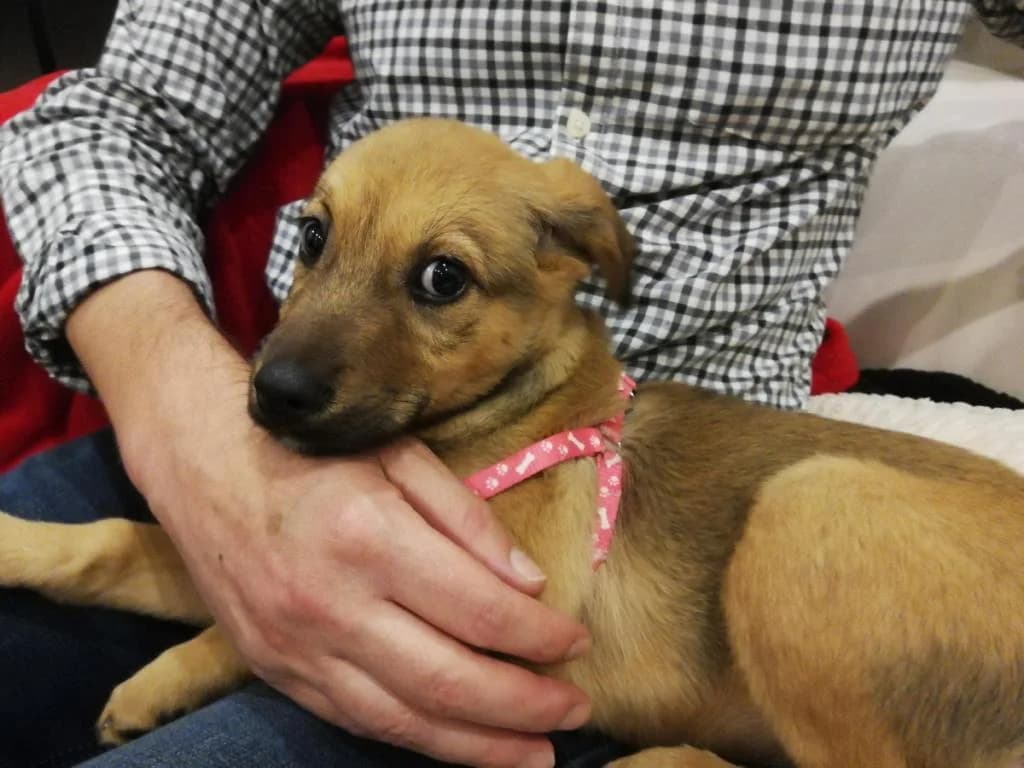 PETIFYC10605 photo 7