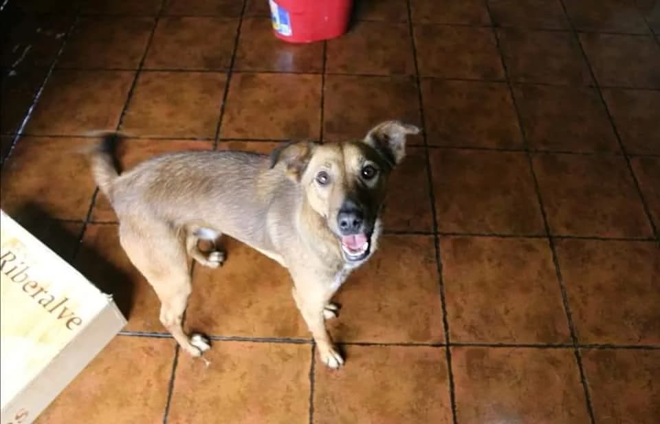 PETIFYC10613 photo 5