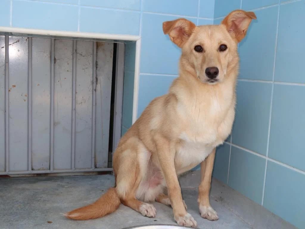 PETIFYC10613 photo 6