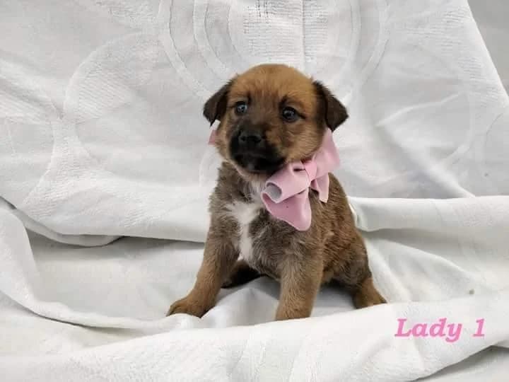 PETIFYC10613 photo 7