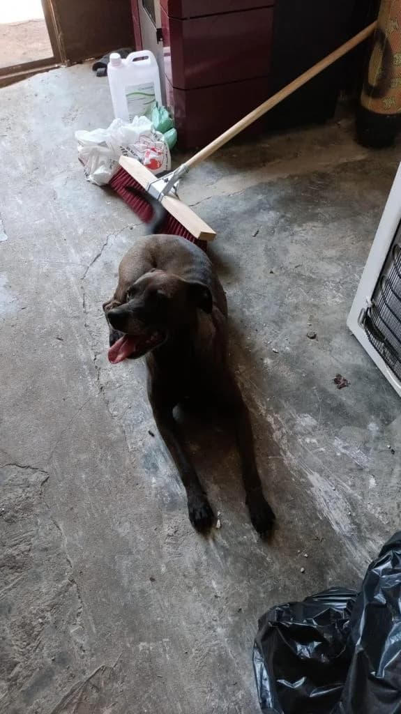 PETIFYC10615 photo 4