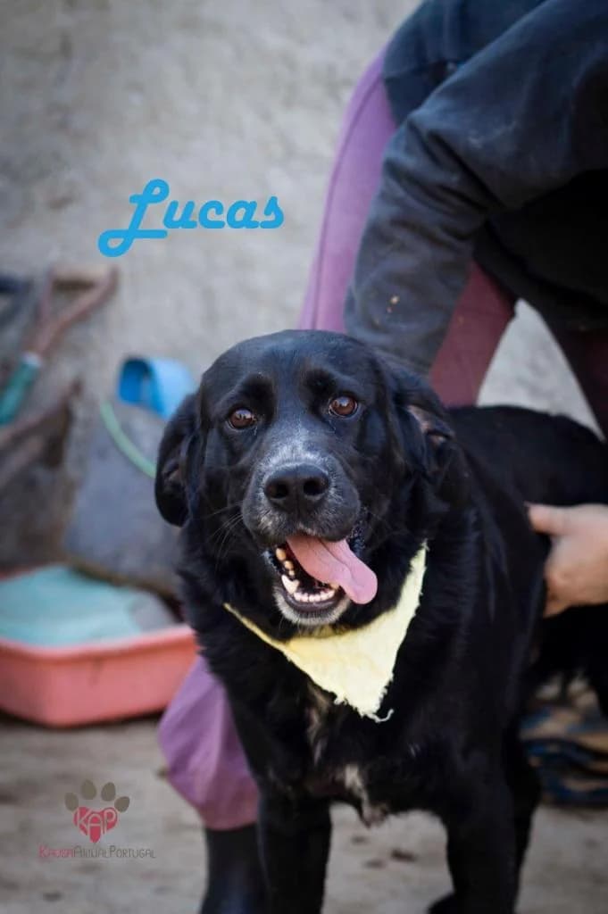 PETIFYC10615 photo 7