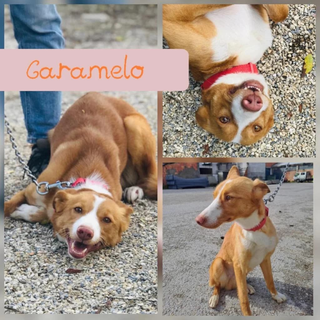 PETIFYC10615 photo 8