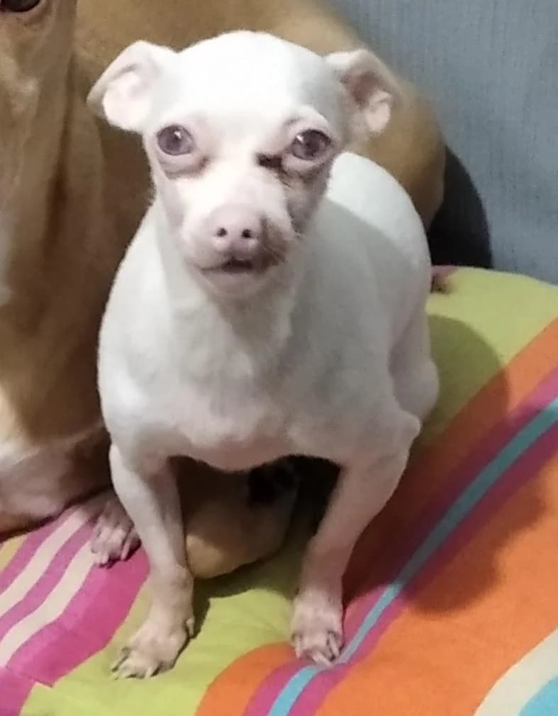 PETIFYC10618 photo 2