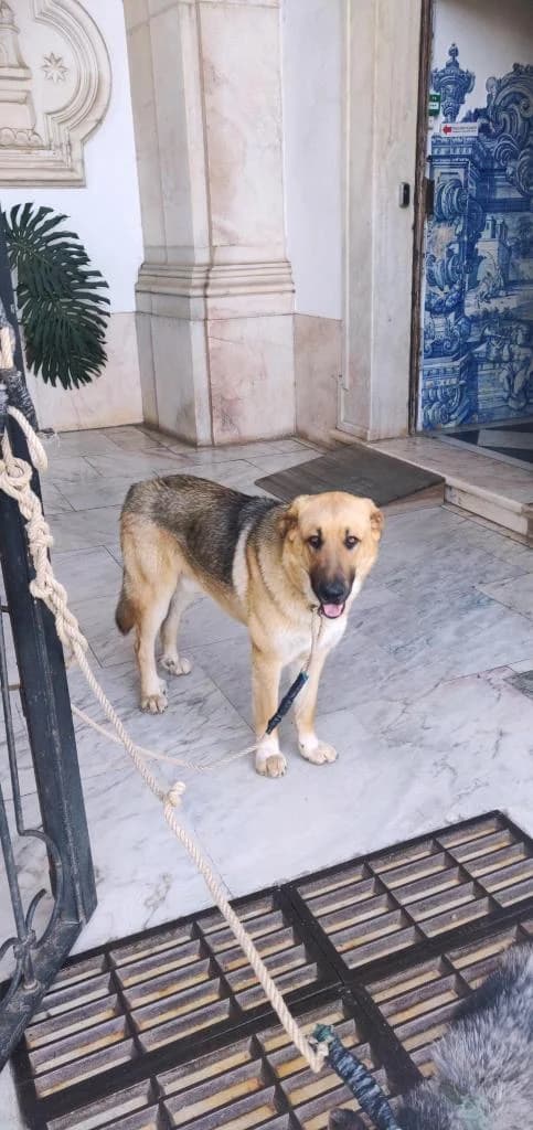 PETIFYC10618 photo 5