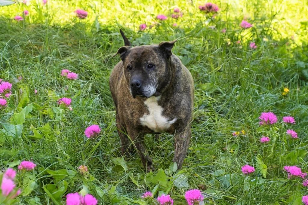 PETIFYC10618 photo 6