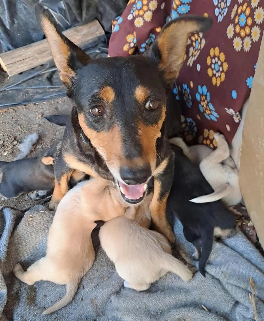 PETIFYC10618 photo 8