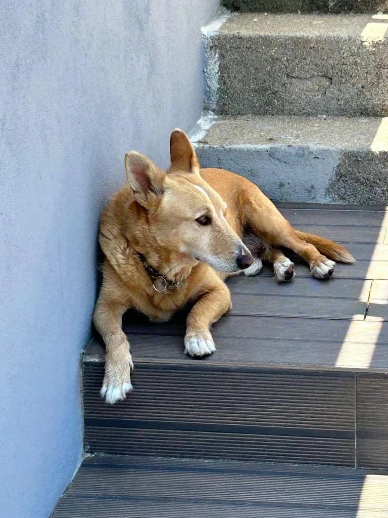 PETIFYC10642 photo 2