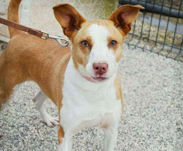 PETIFYC10642 photo 7