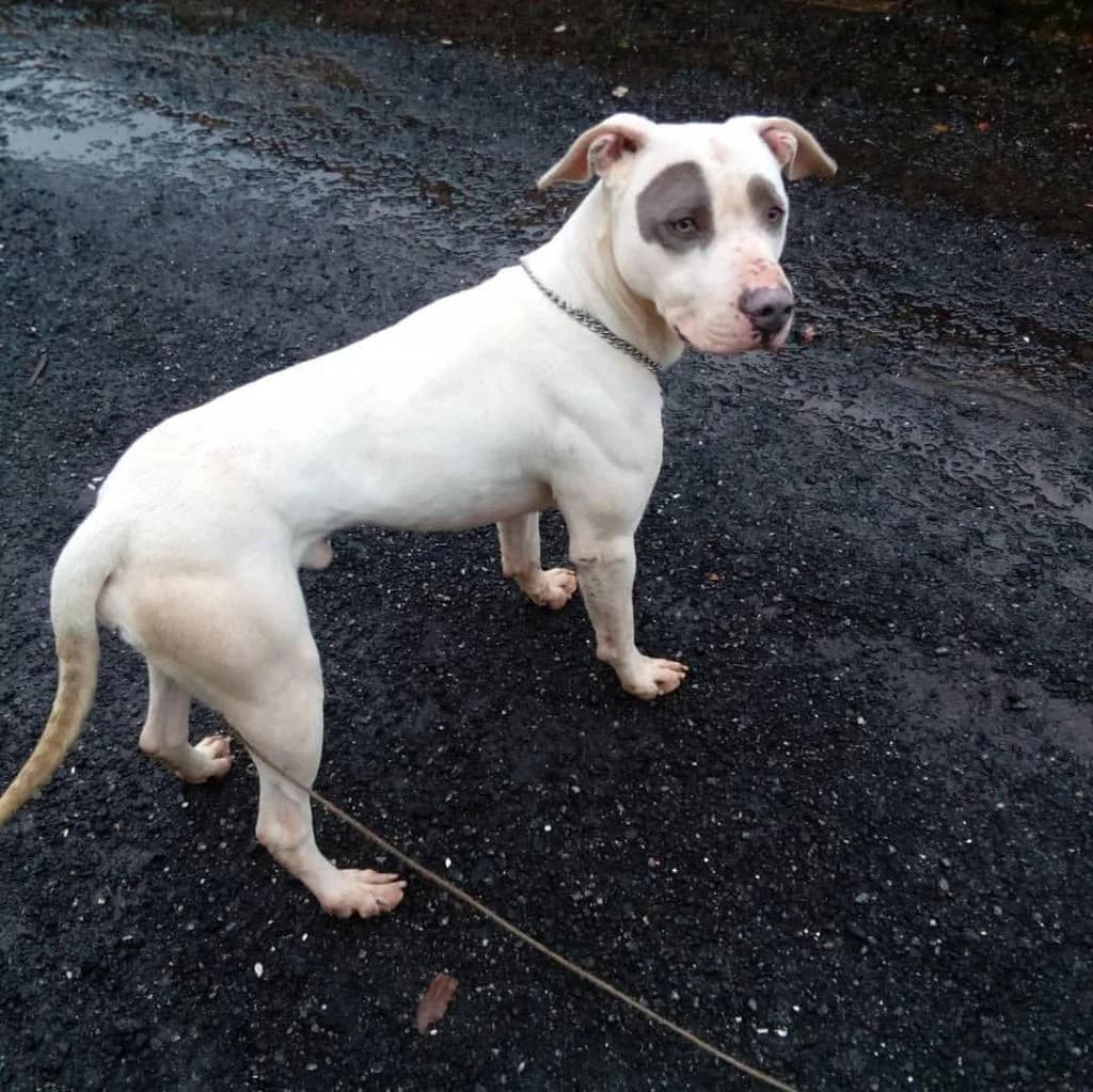 PETIFYC10642 photo 8