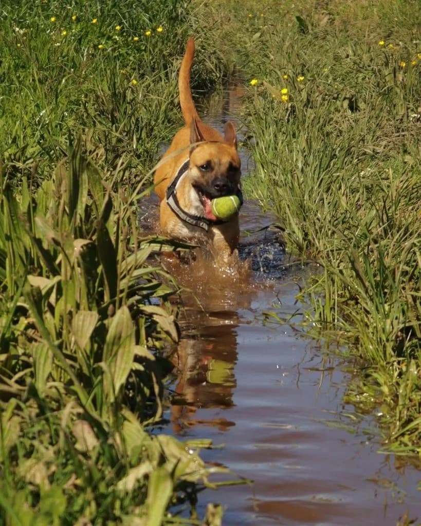 PETIFYC10647 photo 2