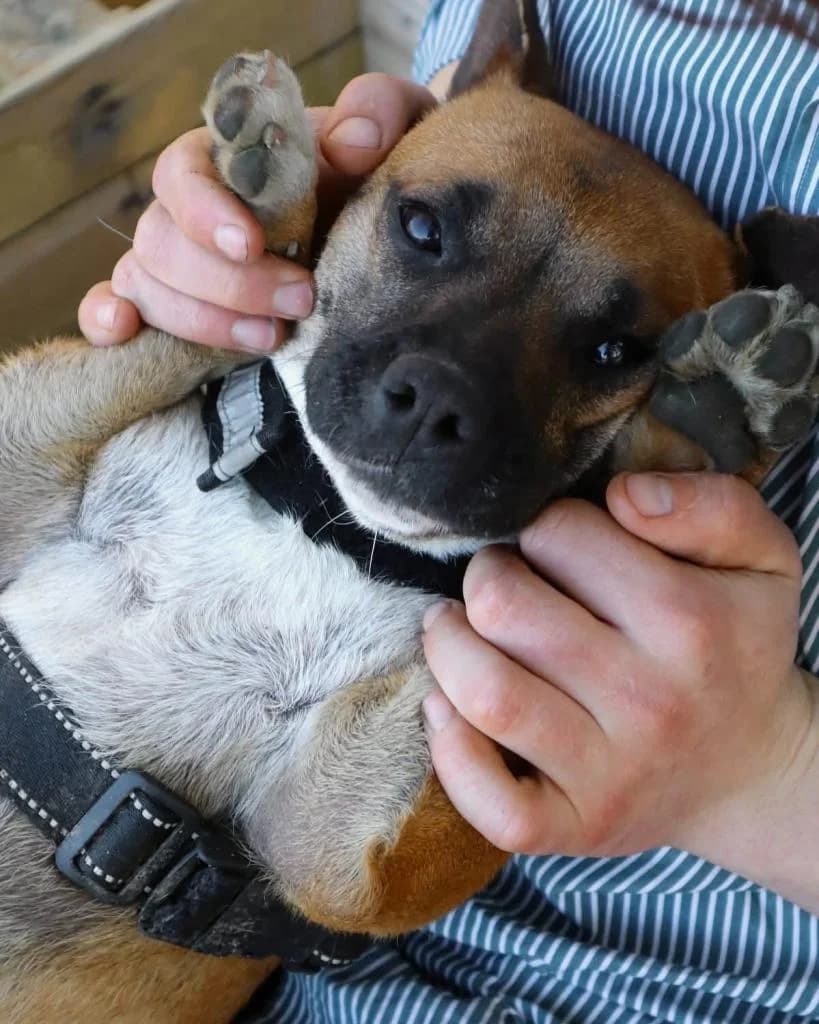 PETIFYC10647 photo 5